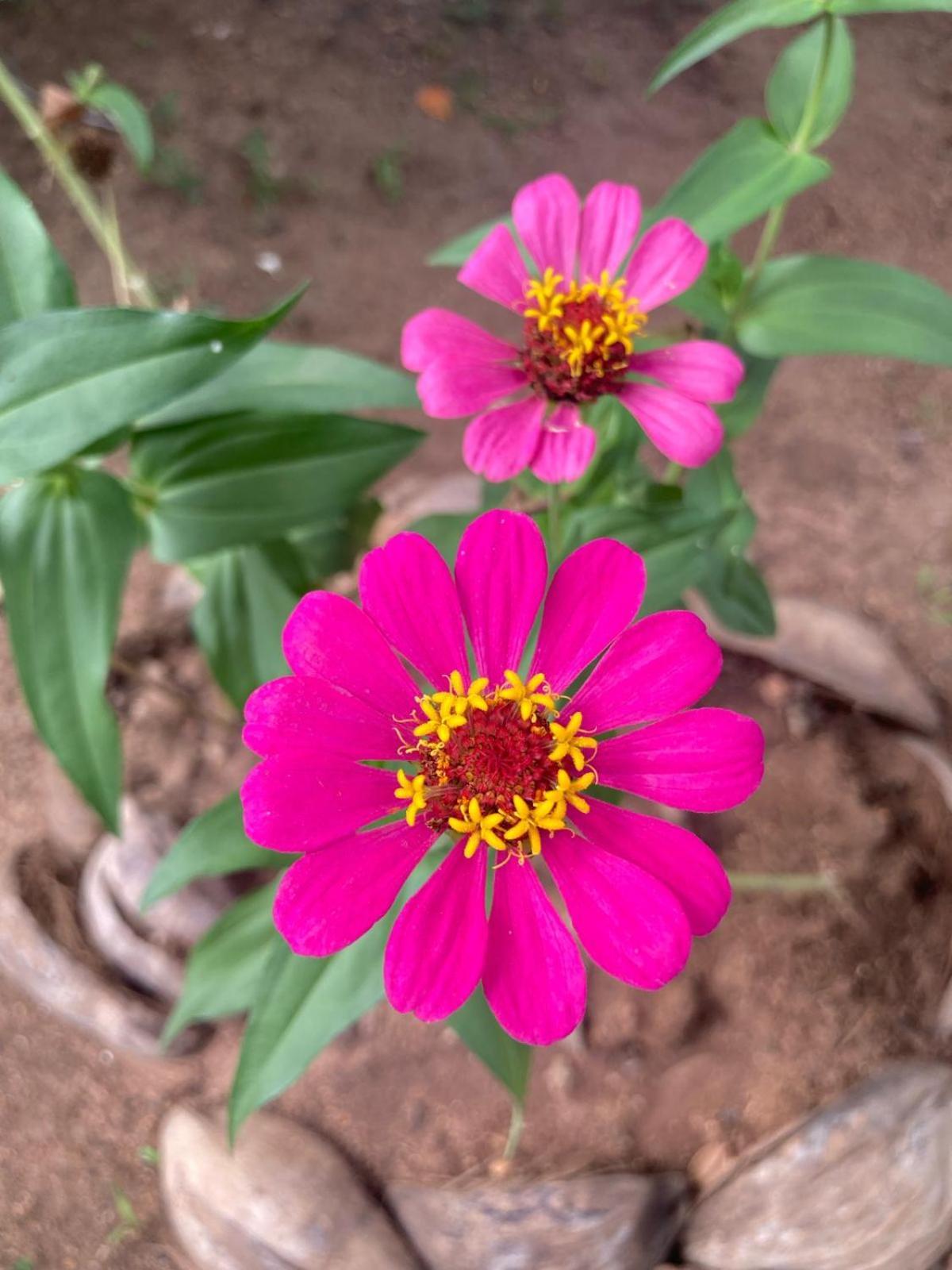 Ruwanwali Apartment Anuradhapura