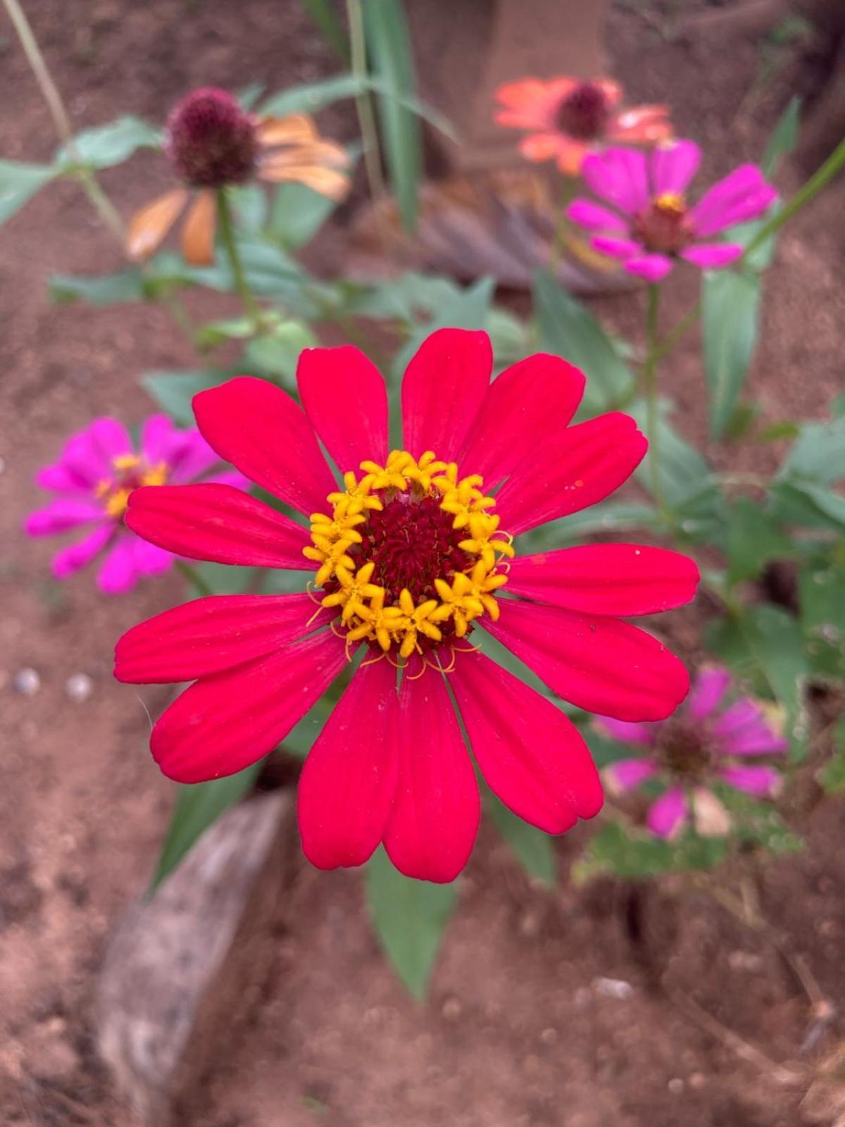 Ruwanwali *